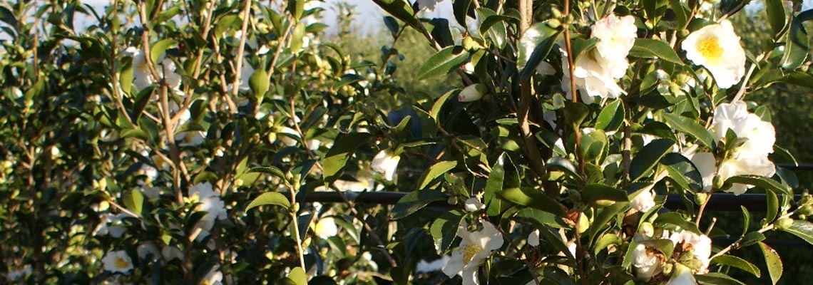 Camellia Setsugekka Row Banner.jpg